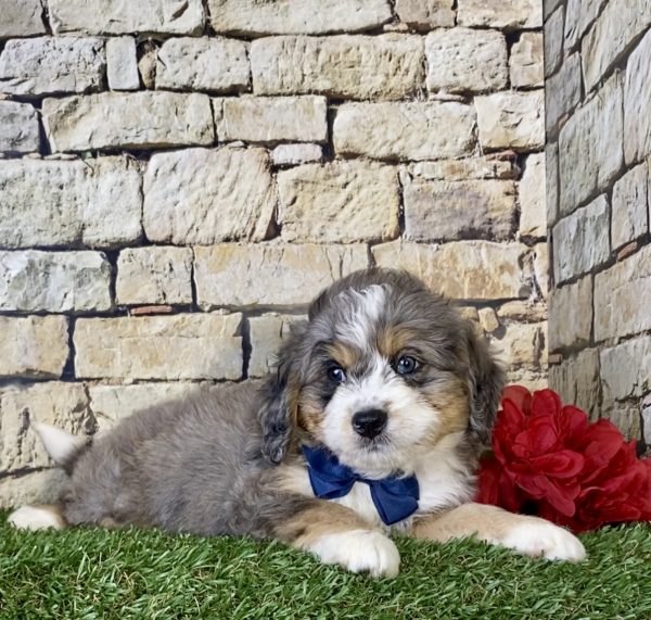 Mr. Kyle the Mini-Bernedoodle - Image 4