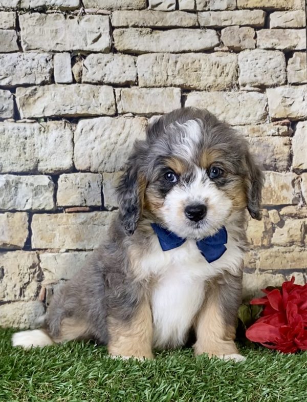 Mr. Kyle the Mini-Bernedoodle - Image 5