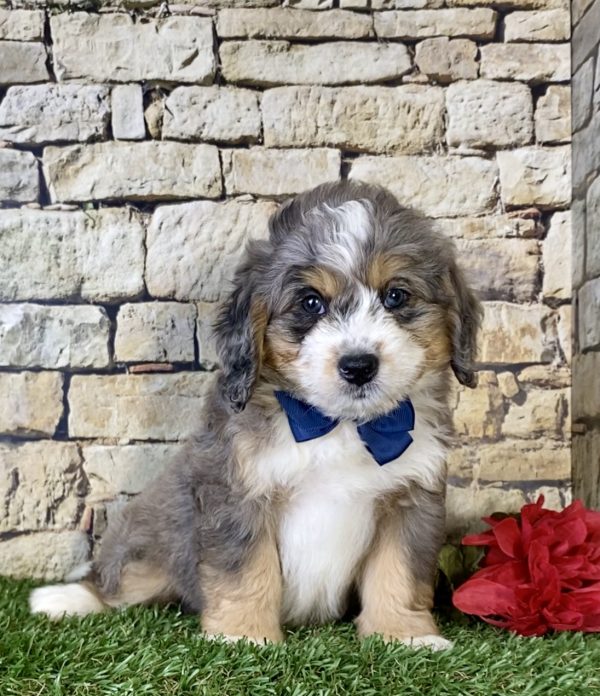 Mr. Kyle the Mini-Bernedoodle puppy