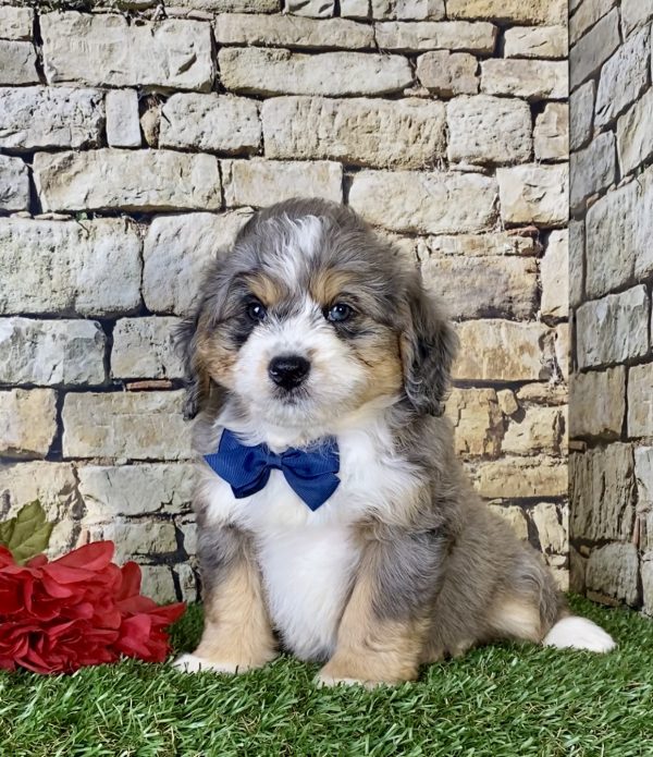 Mr. Kyle the Mini-Bernedoodle - Image 6