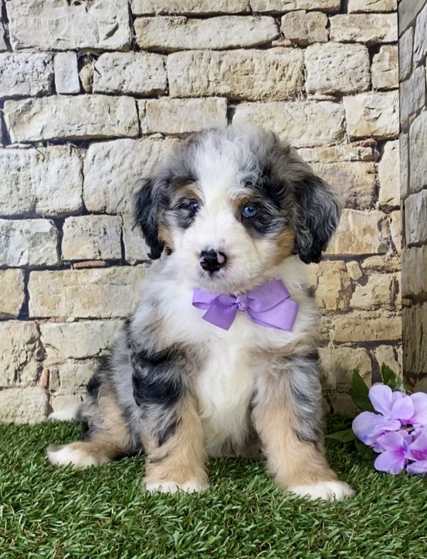 Ms. Kris the Mini-Bernedoodle - Image 2
