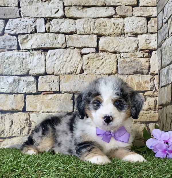 Ms. Kris the Mini-Bernedoodle - Image 3