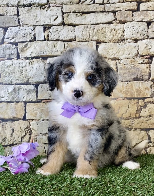 Ms. Kris the Mini-Bernedoodle puppy