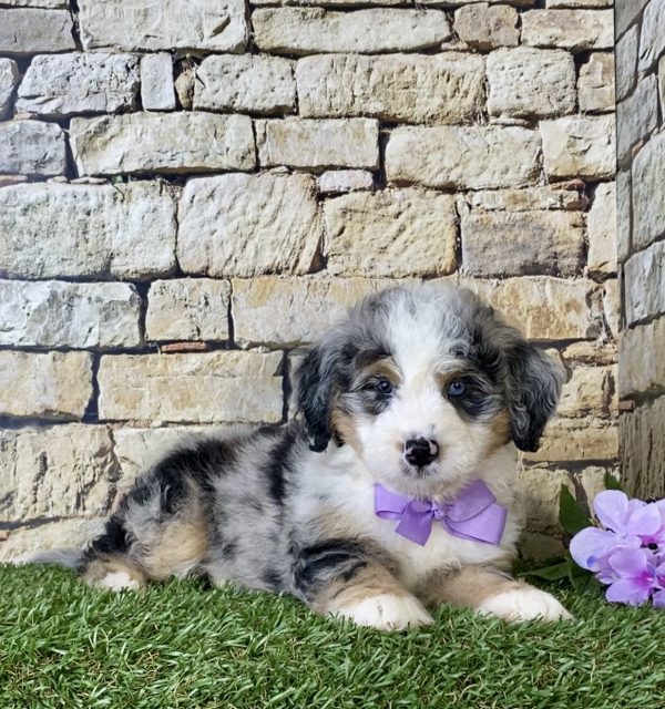 Ms. Kris the Mini-Bernedoodle - Image 5