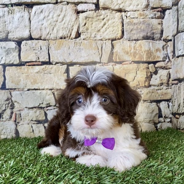 Ms. Betsy the Mini-Bernedoodle - Image 2