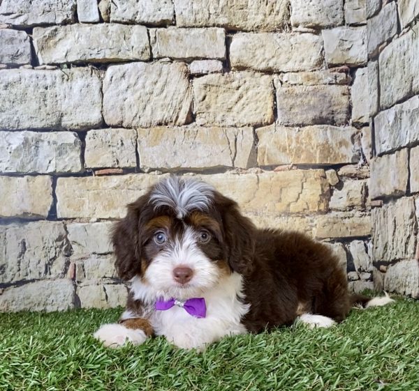 Ms. Betsy the Mini-Bernedoodle - Image 4