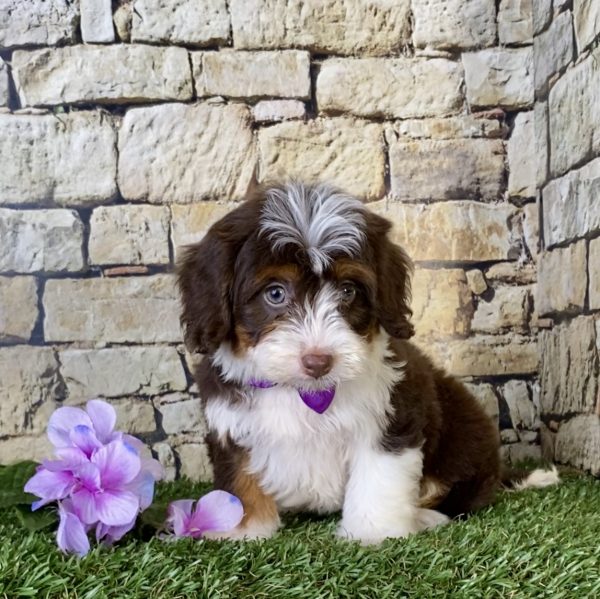 Ms. Betsy the Mini-Bernedoodle - Image 5
