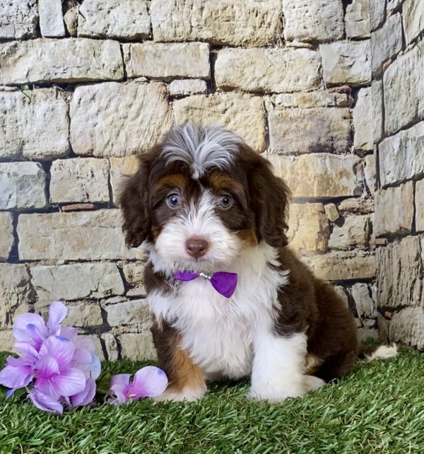 Ms. Betsy the Mini-Bernedoodle puppy