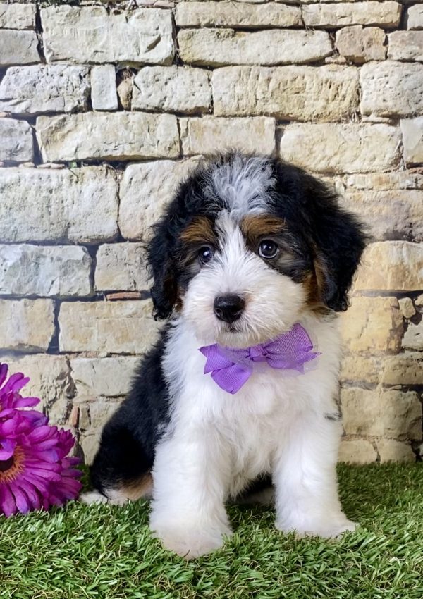 Ms. Bailey the Mini-Bernedoodle - Image 2