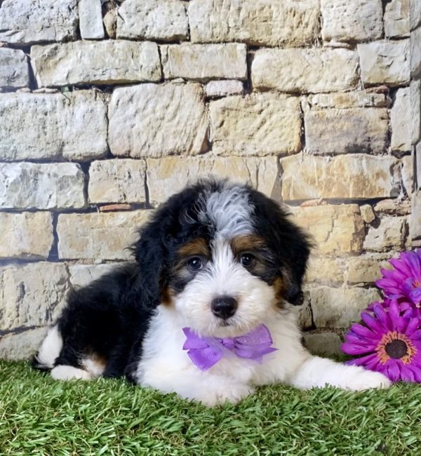 Ms. Bailey the Mini-Bernedoodle - Image 3