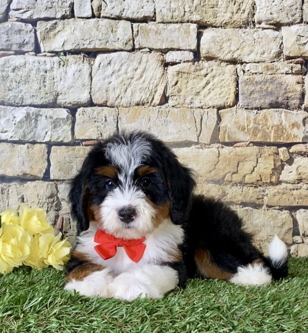 Mr. Jeff the Mini-Bernedoodle - Image 2