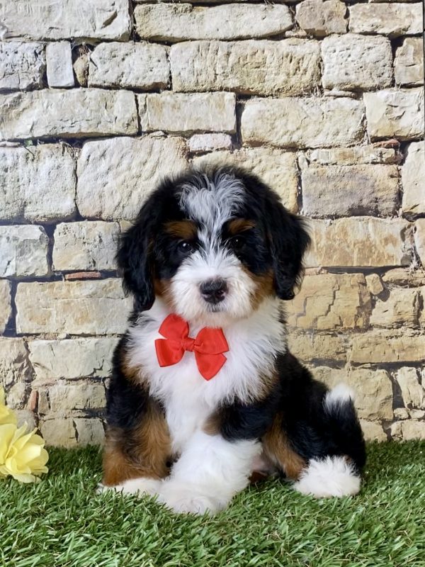 Mr. Jeff the Mini-Bernedoodle - Image 3