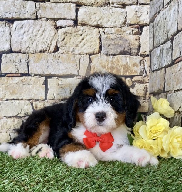 Mr. Jeff the Mini-Bernedoodle - Image 4