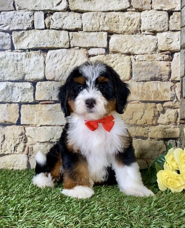 Mr. Jeff the Mini-Bernedoodle - Image 5