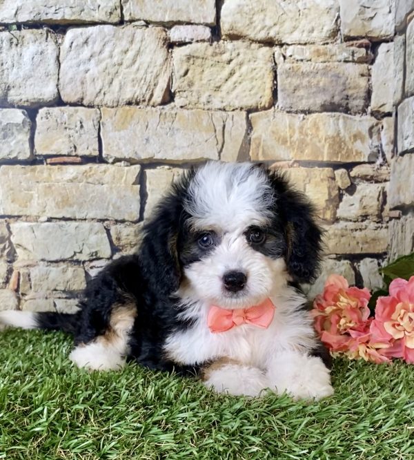 Ms. Brenda the Mini-Bernedoodle - Image 2