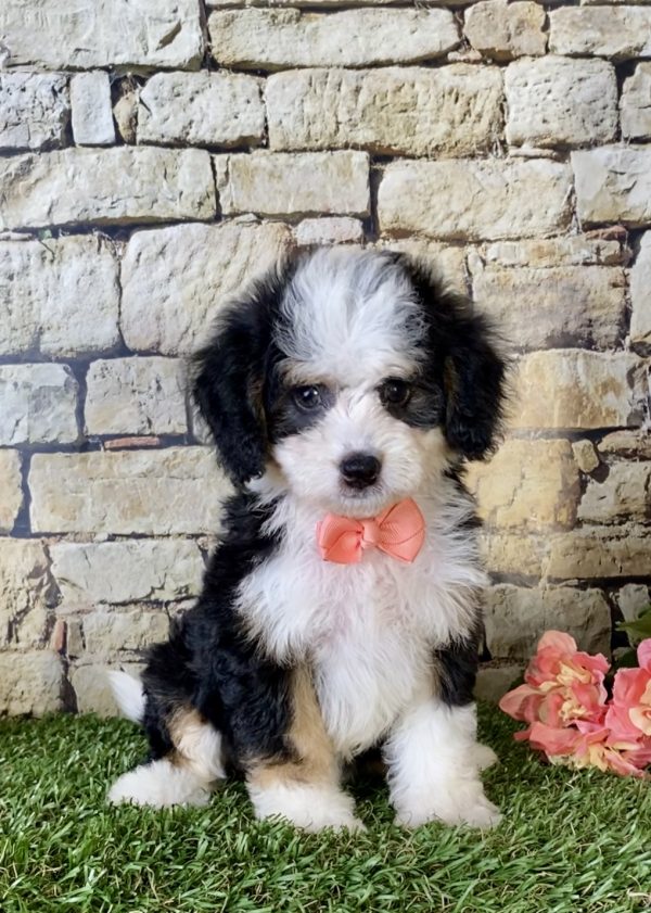 Ms. Brenda the Mini-Bernedoodle - Image 3