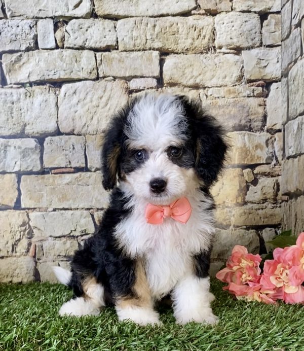 Ms. Brenda the Mini-Bernedoodle - Image 4
