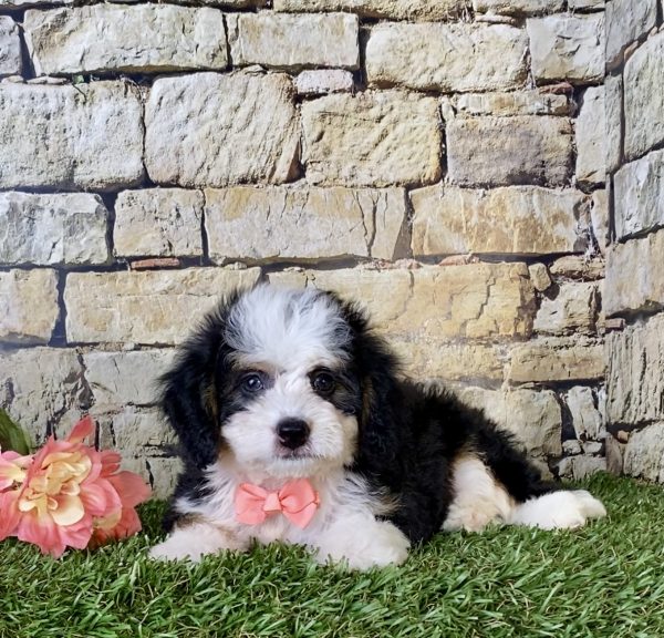 Ms. Brenda the Mini-Bernedoodle - Image 5