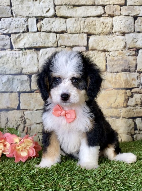 Ms. Brenda the Mini-Bernedoodle puppy