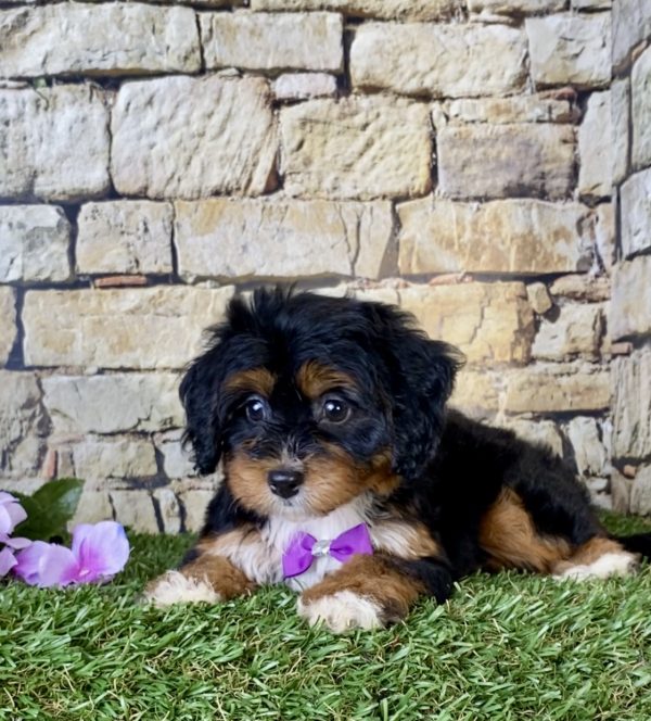 Ms. Blessing the Mini-Bernedoodle - Image 2