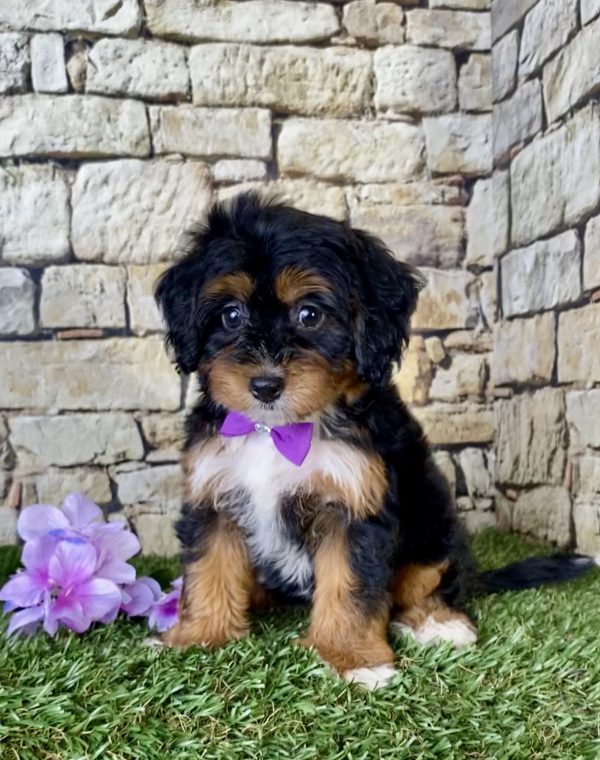 Ms. Blessing the Mini-Bernedoodle puppy