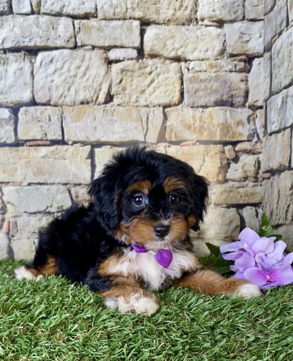 Ms. Blessing the Mini-Bernedoodle - Image 3