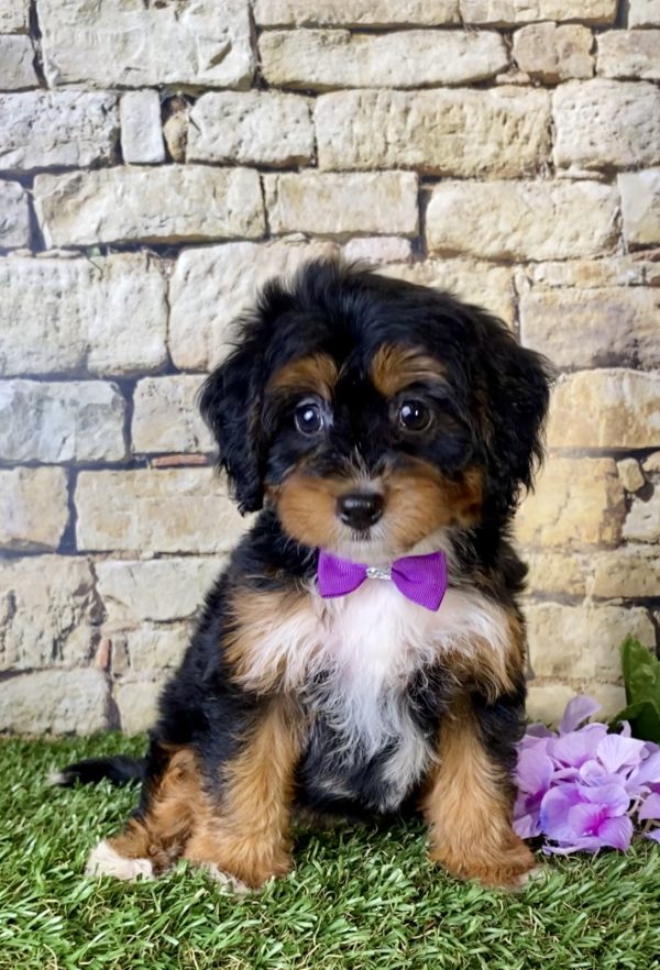 Ms. Blessing the Mini-Bernedoodle - Image 4