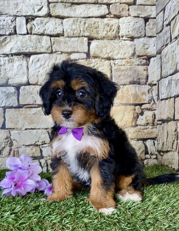 Ms. Blessing the Mini-Bernedoodle - Image 5