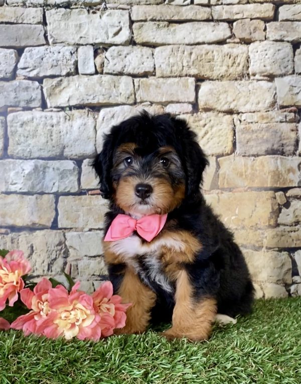 Ms. Bonnie the Mini-Bernedoodle - Image 2
