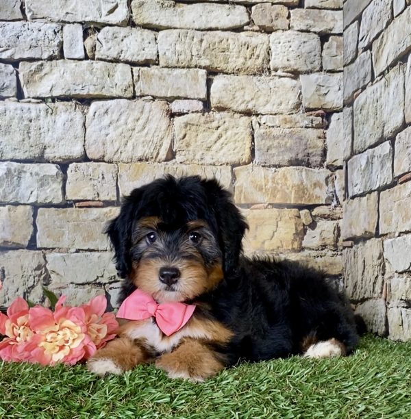 Ms. Bonnie the Mini-Bernedoodle - Image 3