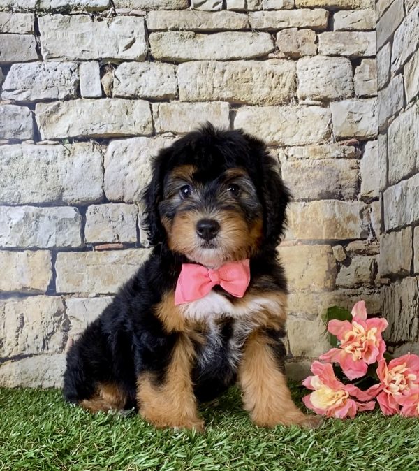 Ms. Bonnie the Mini-Bernedoodle puppy