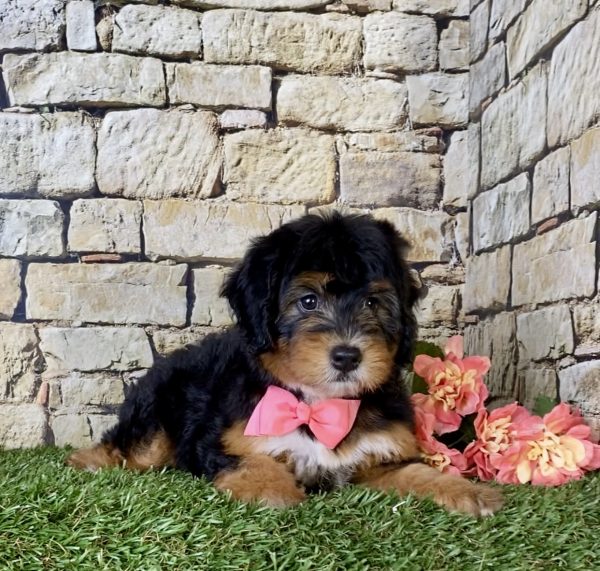 Ms. Bonnie the Mini-Bernedoodle - Image 4