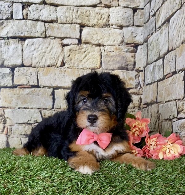 Ms. Bonnie the Mini-Bernedoodle - Image 5