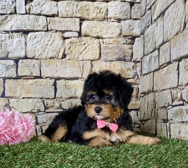 Ms. Blossom the Mini-Bernedoodle - Image 2
