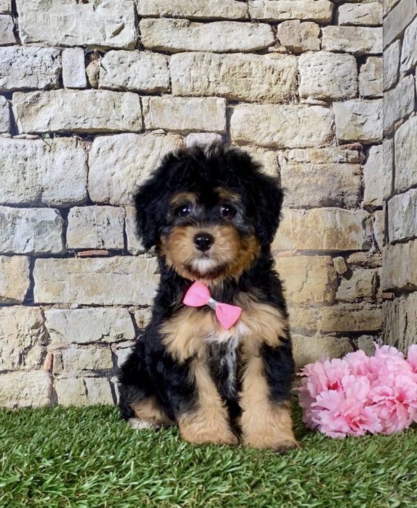Ms. Blossom the Mini-Bernedoodle - Image 3