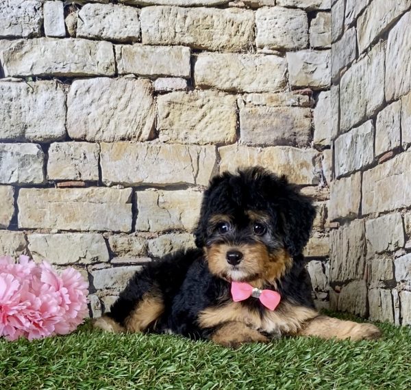 Ms. Blossom the Mini-Bernedoodle - Image 4