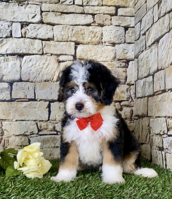 Mr. Bob the Mini-Bernedoodle - Image 3