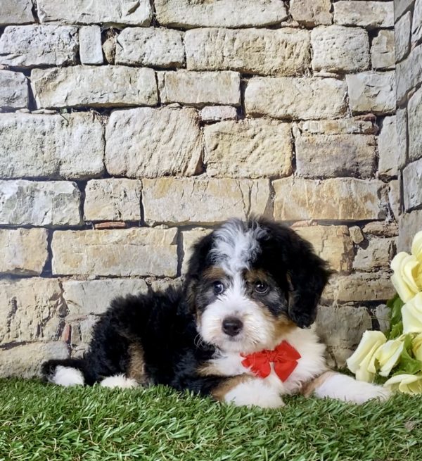 Mr. Bob the Mini-Bernedoodle - Image 4