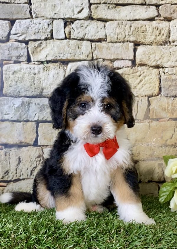 Mr. Bob the Mini-Bernedoodle - Image 5