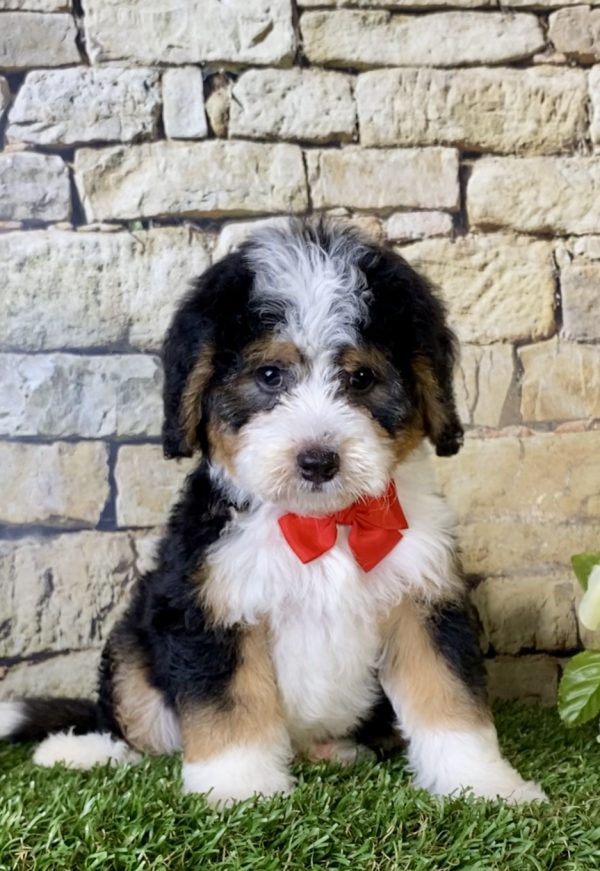 Mr. Bob the Mini-Bernedoodle puppy