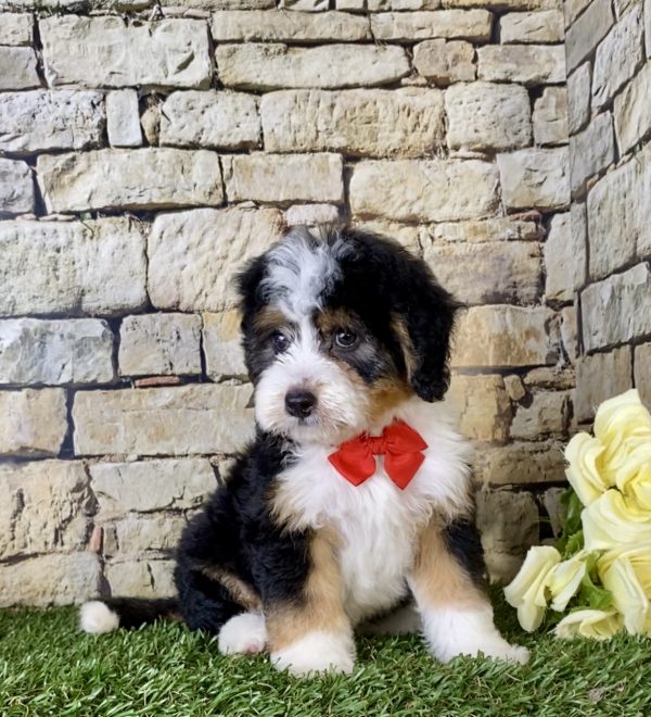 Mr. Bob the Mini-Bernedoodle - Image 6