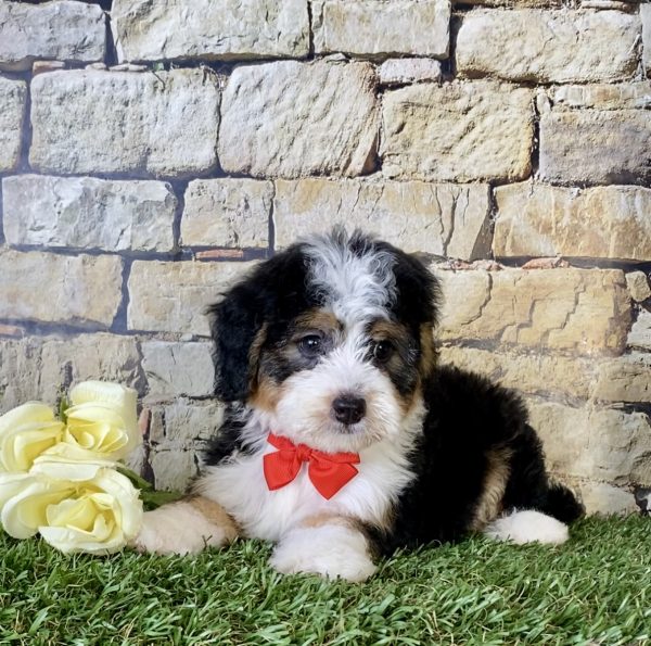 Mr. Bob the Mini-Bernedoodle - Image 7