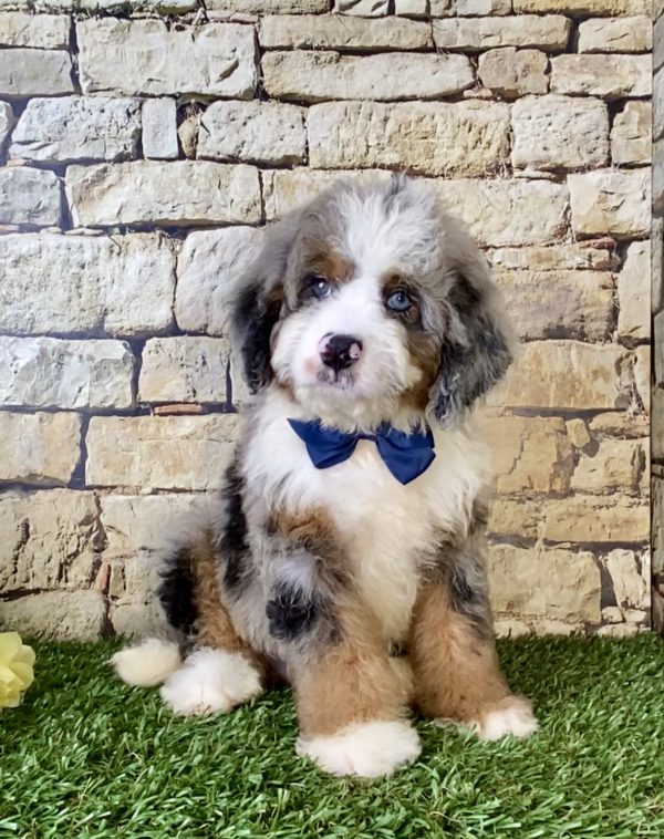 Mr. Royal the Mini-Bernedoodle puppy
