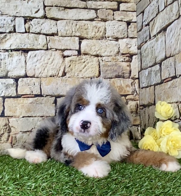 Mr. Royal the Mini-Bernedoodle - Image 2