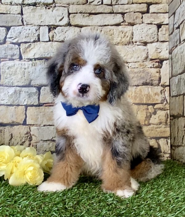 Mr. Royal the Mini-Bernedoodle - Image 3