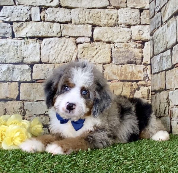 Mr. Royal the Mini-Bernedoodle - Image 4