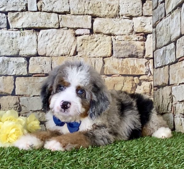 Mr. Royal the Mini-Bernedoodle - Image 5