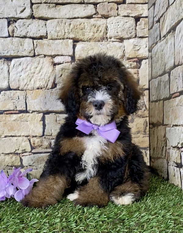 Ms. Rain the Mini-Bernedoodle - Image 2