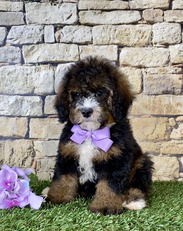 Ms. Rain the Mini-Bernedoodle puppy