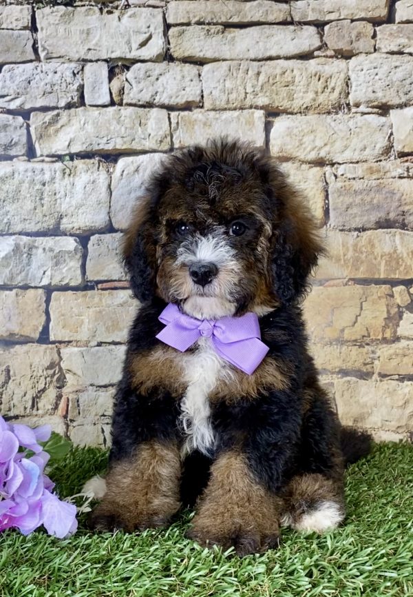 Ms. Rain the Mini-Bernedoodle - Image 6